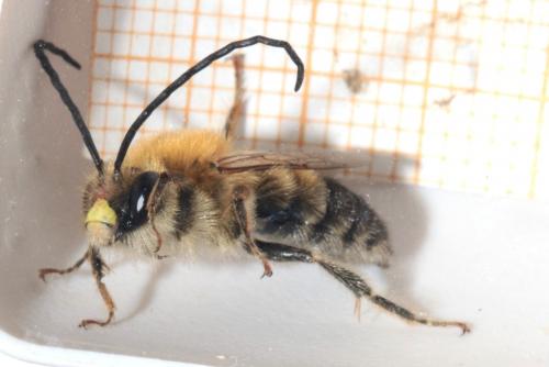 Eucera nigrescens